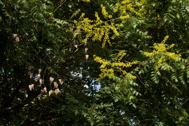 Koelreuteria paniklemiş sarı çiçek