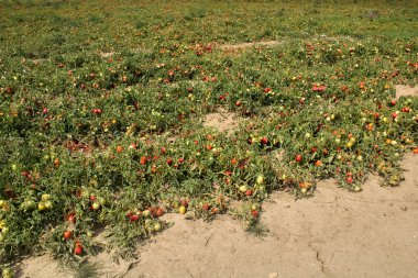 İtalya 'da domates tarlaları