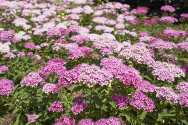 Spiraea bumalda pembe çiçekler