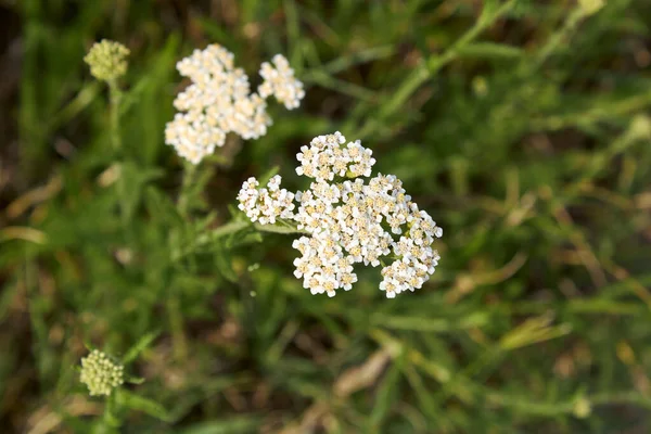 Inflorescencia Blanca Planta Achillea Millefolium —  Fotos de Stock