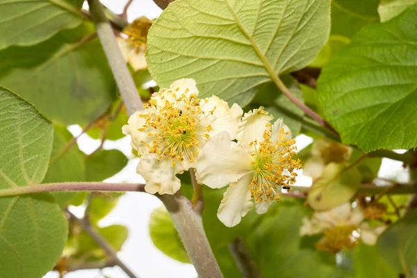 Actinidia Deliciosa Fiore Bianco Primo Piano — Foto Stock