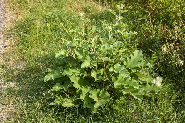 Arctium Lappa Taze Yapraklar Çiçekler — Stok fotoğraf