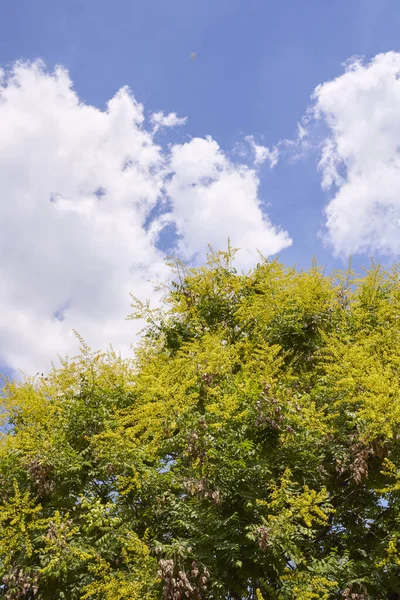 Koelreuteria Paniculata Yellow Blossom — Stock Photo, Image