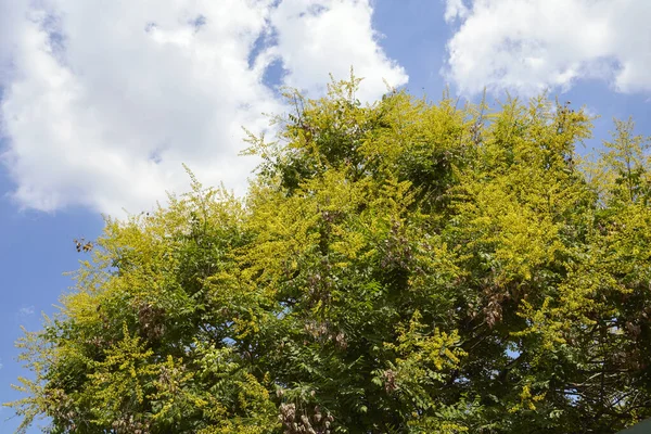 Koelreuteria Paniculata黄色の花 — ストック写真