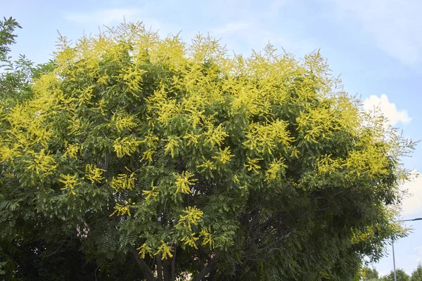 Koelreuteria Paniculata黄色の花 — ストック写真