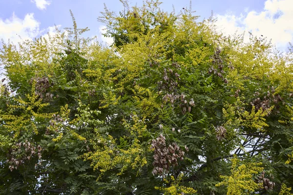 Koelreuteria Paniculata Flor Amarela — Fotografia de Stock