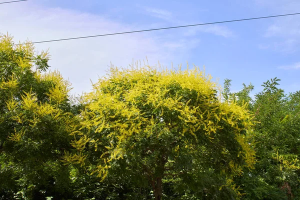 Koelreuteria Paniculata Žlutý Květ — Stock fotografie