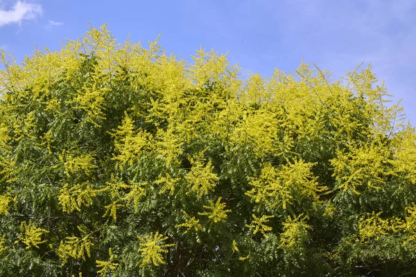 Koelreuteria paniklemiş sarı çiçek