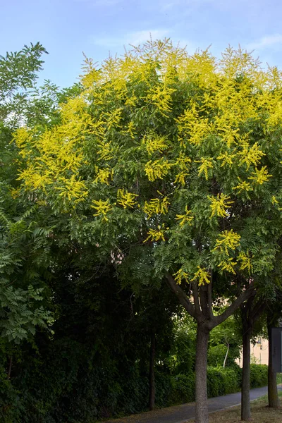 Koelreuteria Paniculata Sárga Virág — Stock Fotó