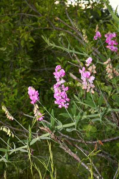 Lathyrus Sylvestris Purple Flowers — Stock Photo, Image