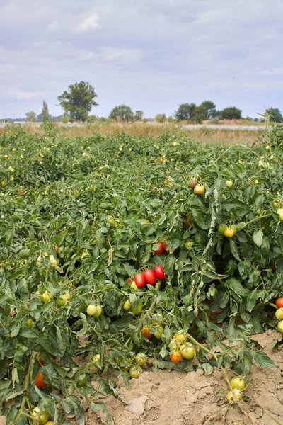 Campos Agrícolas Tomate Italia —  Fotos de Stock