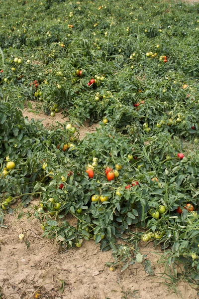 Tomatenfelder Italien — Stockfoto