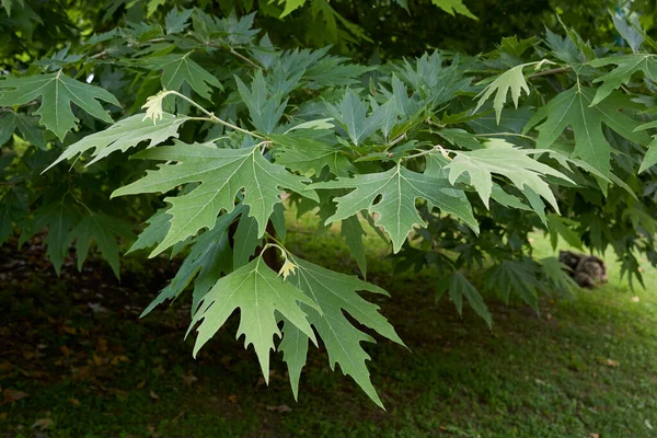 Νωπά Φύλλα Δέντρου Platanus Orientalis — Φωτογραφία Αρχείου