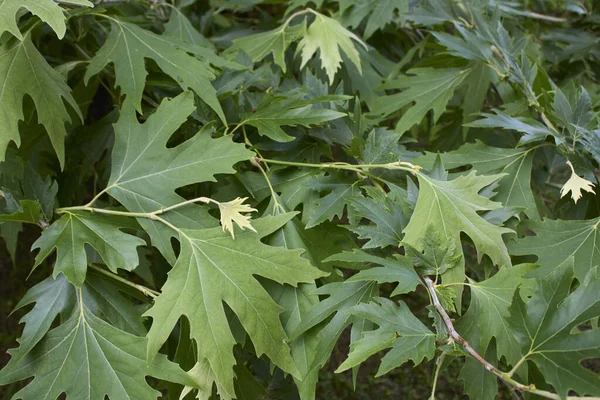 Fresh Leaves Platanus Orientalis Tree — Stock Photo, Image