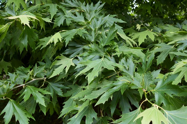 Platanus Orientalis Ağacının Taze Yaprakları — Stok fotoğraf