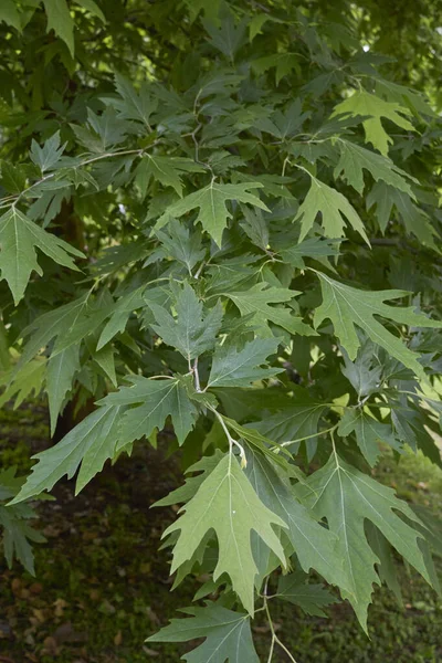 Platanus Orientalis Ağacının Taze Yaprakları — Stok fotoğraf