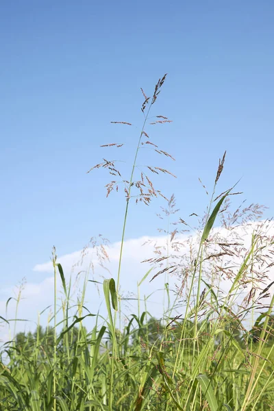 Hierba Halepense Sorgo Flor —  Fotos de Stock