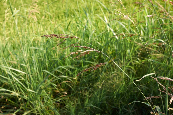 Sorghum Halepense Gras Bloei — Stockfoto