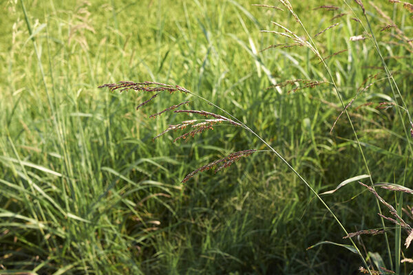 Цветущая злаковая трава