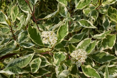 Cornus alba çiçek açmış çalılar