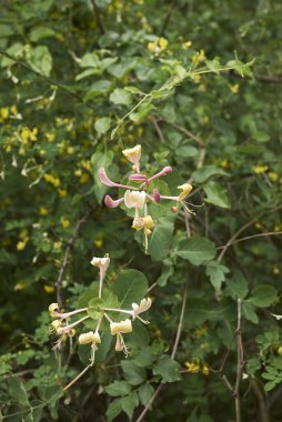 Lonicera kaprifollium çalısı çiçek açtı.