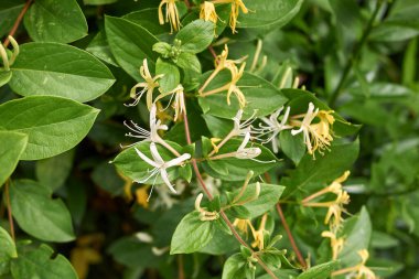 Lonicera japonica çiçek açtı