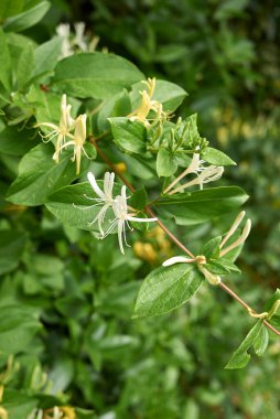 Lonicera japonica çiçek açtı