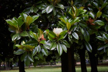 Magnolia grandiflora in bloom clipart