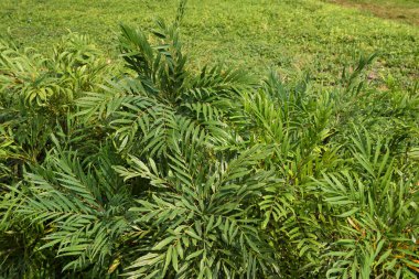 Mahonia servet desenli yapraklar