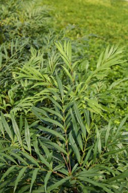 Mahonia servet desenli yapraklar