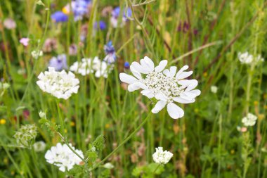 Orlaya görkemli beyaz çiçek