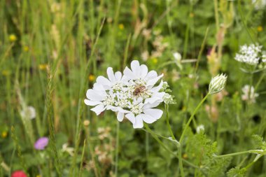 Orlaya görkemli beyaz çiçek