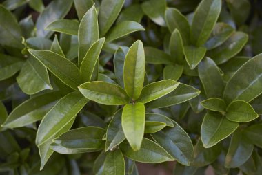 Osmanthus beyaz çiçekleri kokar