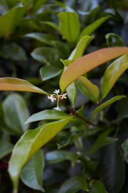 Osmanthus beyaz çiçekleri kokar
