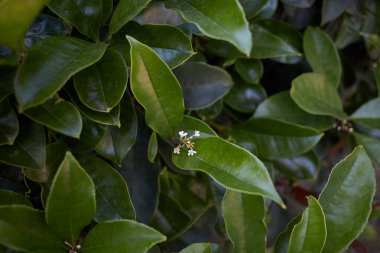 Osmanthus beyaz çiçekleri kokar