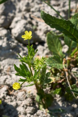 Ranunculus arvensis yakın çekim