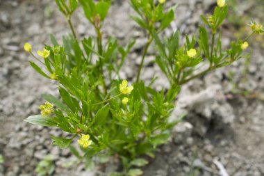 Ranunculus arvensis yakın çekim