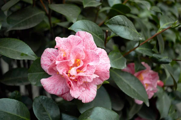 Camellia Japonica Květina Zblízka — Stock fotografie