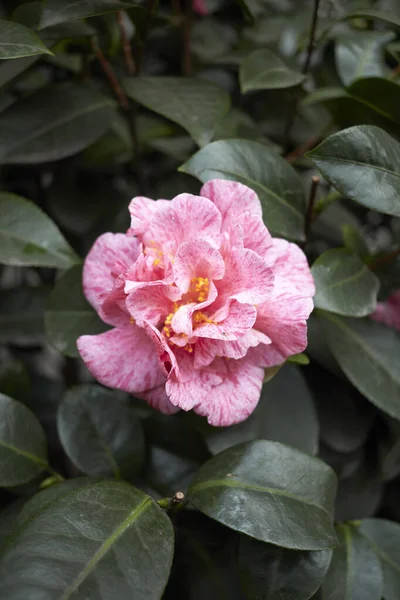Camellia Japonica Květina Zblízka — Stock fotografie