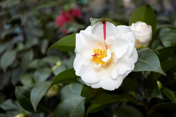 Camellia Japonica Květina Zblízka — Stock fotografie