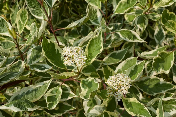 Arbusto Cornus Alba Flor — Fotografia de Stock