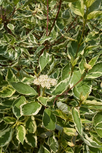 Cornus Alba Arbuste Fleurs — Photo