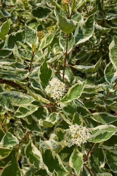 Arbusto Cornus Alba Fiore — Foto Stock