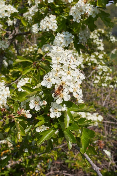 Crataegus Monogyna Flor Blanca —  Fotos de Stock