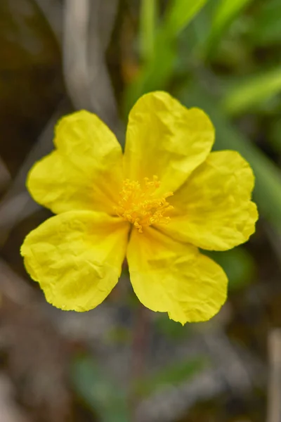 Helianthemum Nummularium Sárga Virágok — Stock Fotó