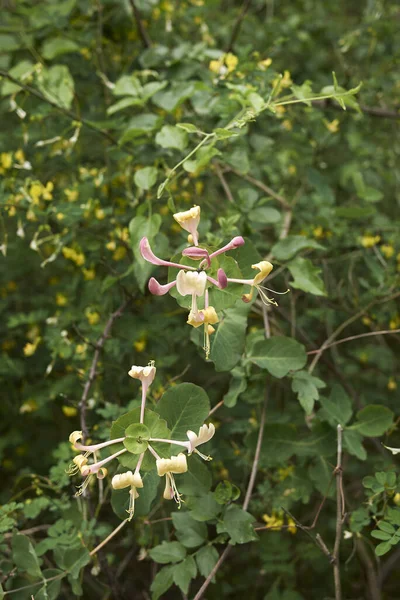 Arbusto Lonicera Caprifolium Flor — Fotografia de Stock
