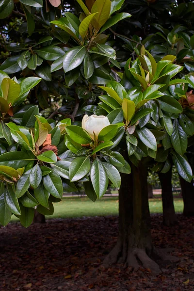 Magnolia Grandiflora Voller Blüte — Stockfoto