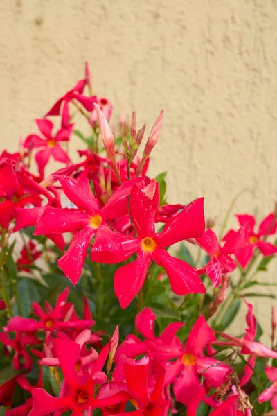 Mandevilla Rode Bloemen Bloei — Stockfoto