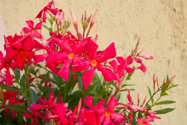 Mandevilla Kırmızı Çiçekleri Çiçek Açtı — Stok fotoğraf