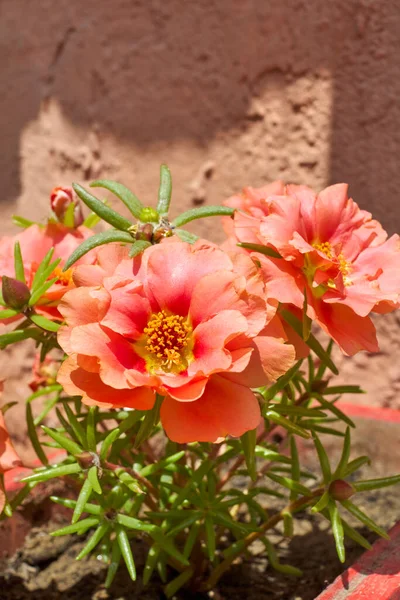 Portulaca Grandiflora Barevné Květy — Stock fotografie